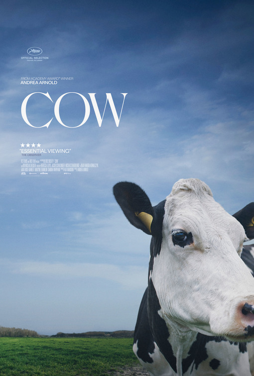 cow poster
